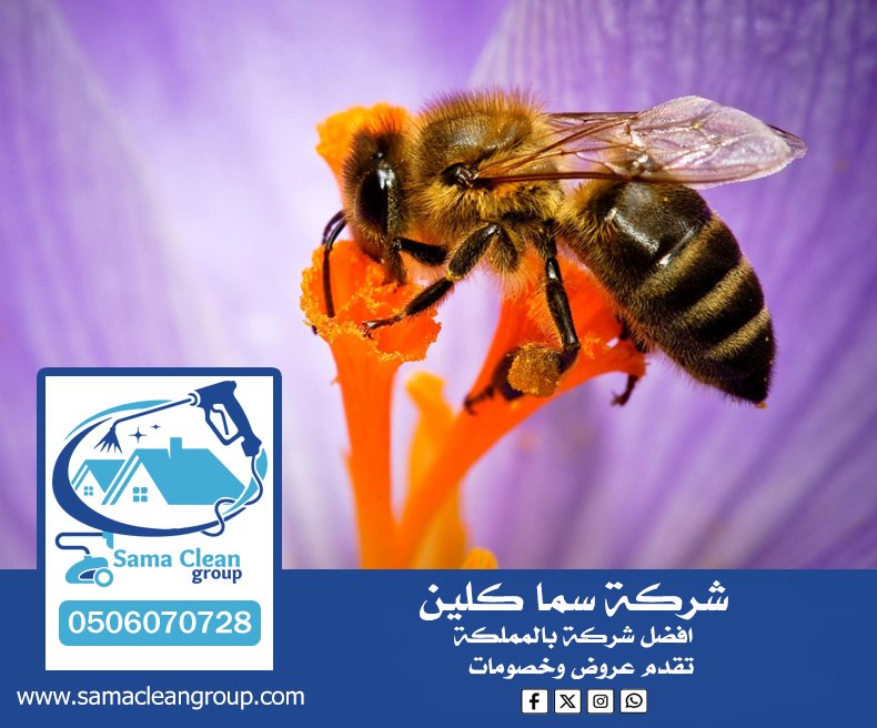 شركة مكافحة النحل بمكة 5 شركة مكافحة النحل بمكة