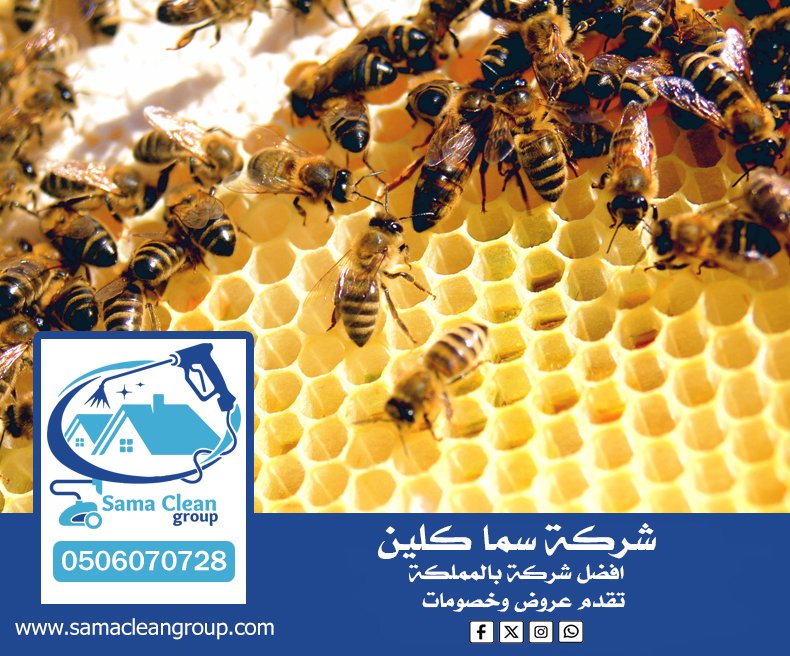 شركة مكافحة النحل بمكة 3 شركة مكافحة النحل بمكة