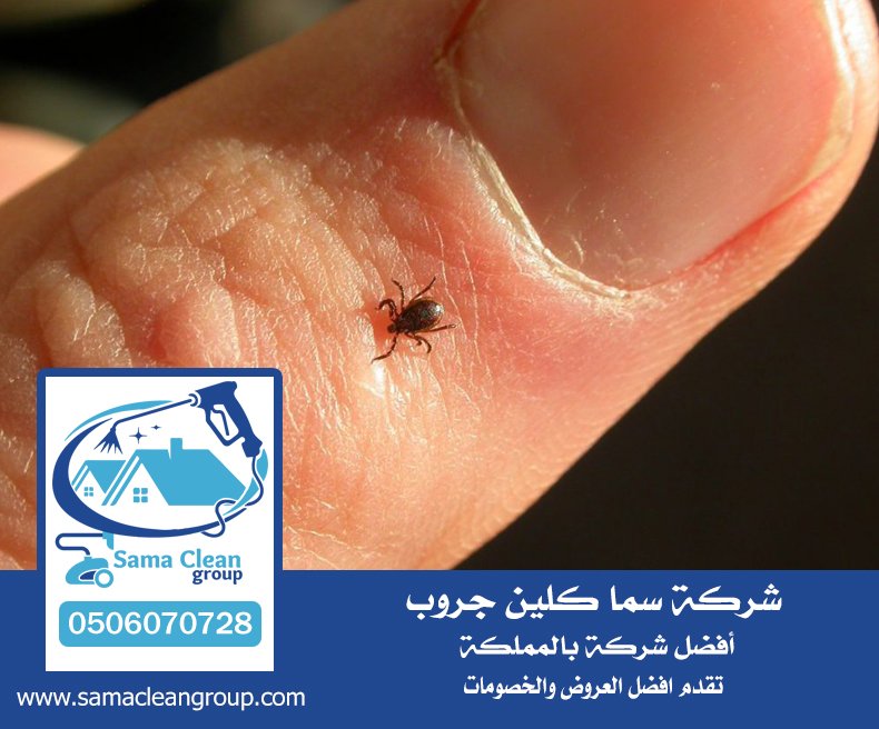 شركة مكافحة القراد بجدة 4 شركة مكافحة القراد بجدة