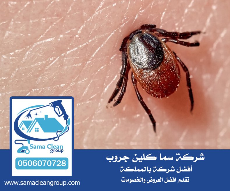 شركة مكافحة القراد بجدة 11 شركة مكافحة القراد بجدة