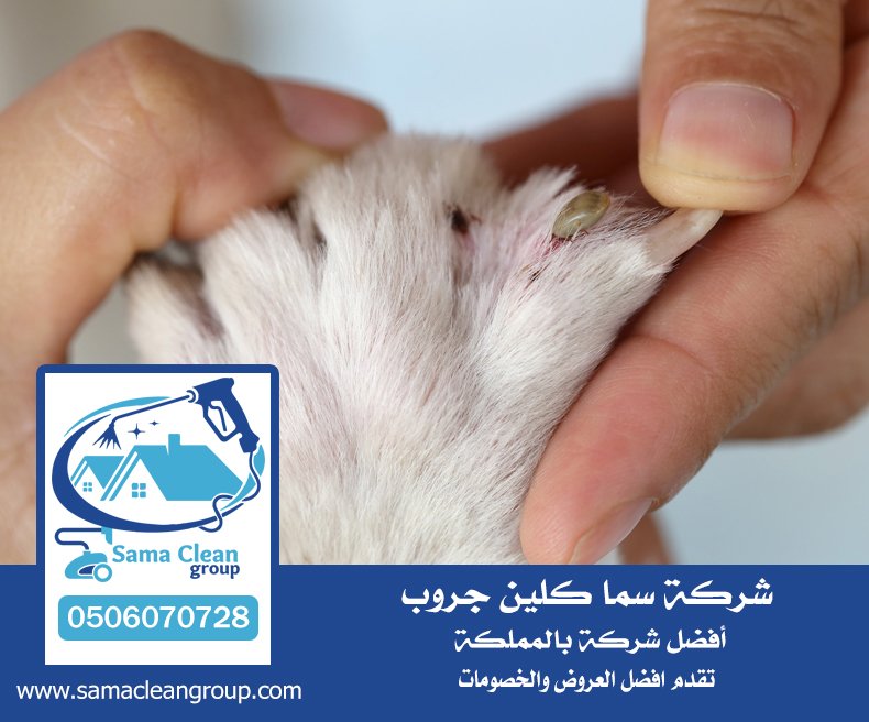 شركة مكافحة القراد بجدة 6 شركة مكافحة القراد بجدة
