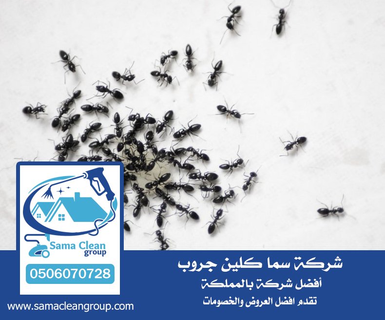 شركة مكافحة النمل الاسود بمكة 6 شركة مكافحة النمل الاسود بمكة
