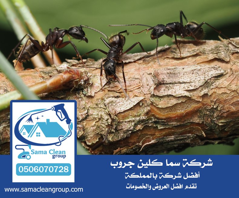شركة مكافحة النمل الاسود بمكة 4 شركة مكافحة النمل الاسود بمكة