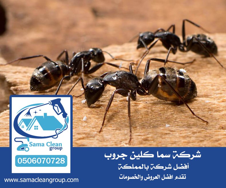 شركة مكافحة النمل الاسود بمكة 5 شركة مكافحة النمل الاسود بمكة