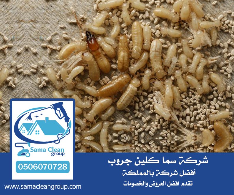 شركة مكافحة العتة بجدة 5 شركة مكافحة العتة بجدة