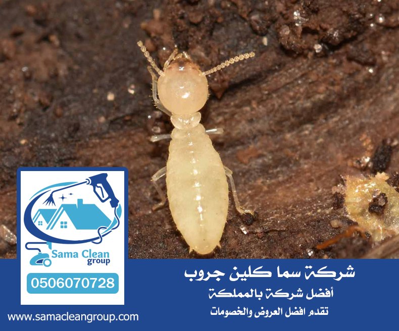 شركة مكافحة العتة بجدة 4 شركة مكافحة العتة بجدة